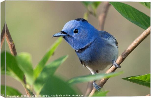 Black-naped Monarch m Canvas Print by Bhagwat Tavri