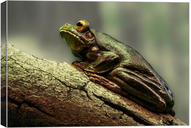 Frog on a Log Canvas Print by Sylvia White