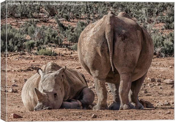 resting rhinos Canvas Print by Sylvia White