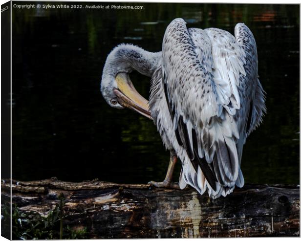 Preening Pelican Canvas Print by Sylvia White