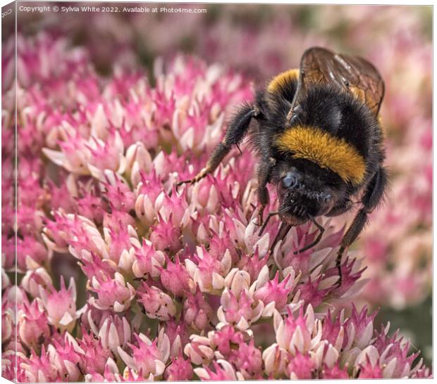 bee Canvas Print by Sylvia White