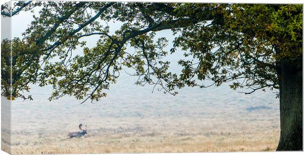  Fallow Deer : Petworth Park Canvas Print by Sylvia White