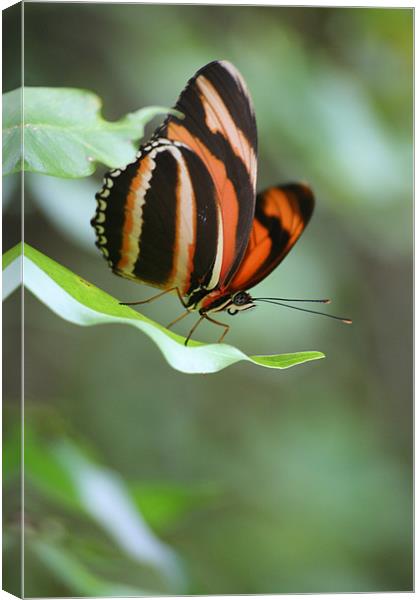 butterfly Canvas Print by Simon Case