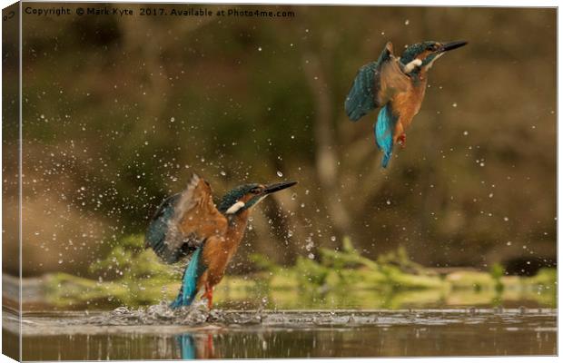 Kingfisher  Canvas Print by Mark Kyte
