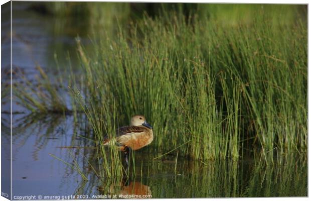 The Whistling Duck  Canvas Print by anurag gupta