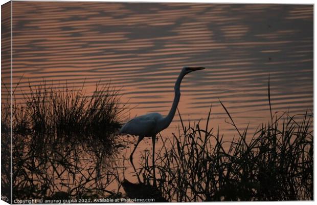 Great Egret at sunset Canvas Print by anurag gupta