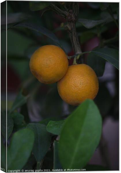 Two Chinese oranges Canvas Print by anurag gupta