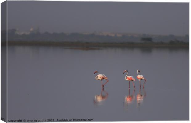 Flamingo Canvas Print by anurag gupta