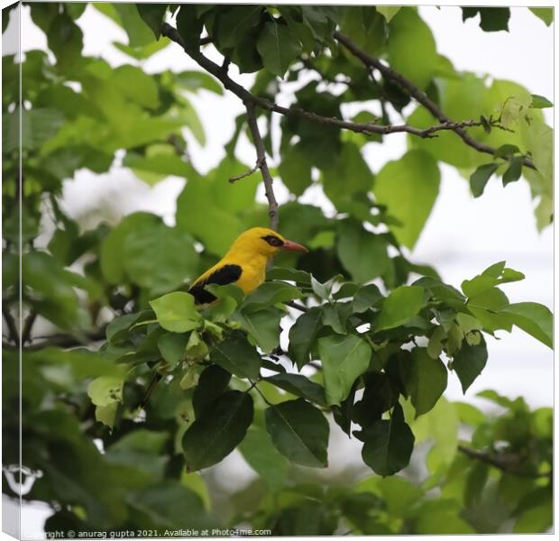 The Golden Oriole Canvas Print by anurag gupta