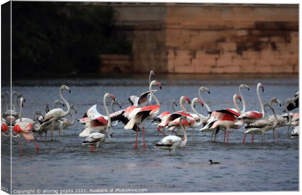 Flamingo Canvas Print by anurag gupta