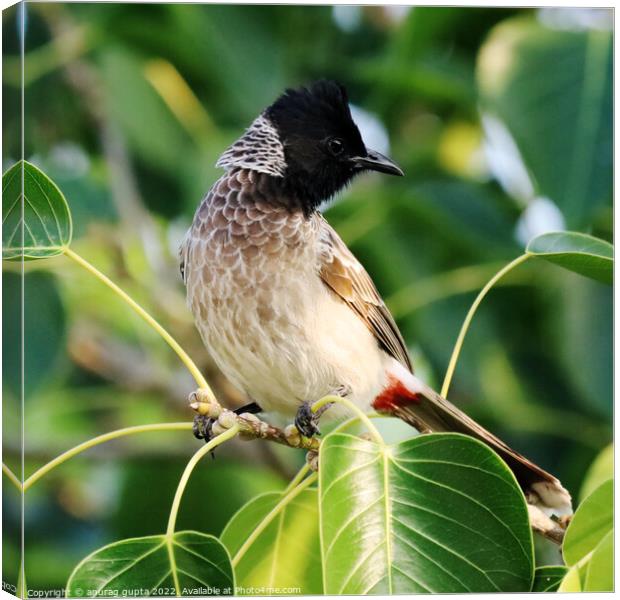 Bulbul Canvas Print by anurag gupta