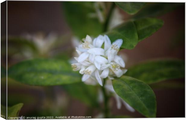 Orange blossom Canvas Print by anurag gupta