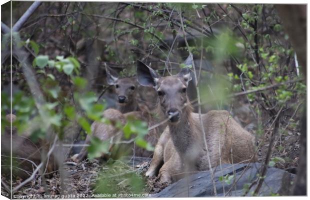 Deer (Samber) Canvas Print by anurag gupta