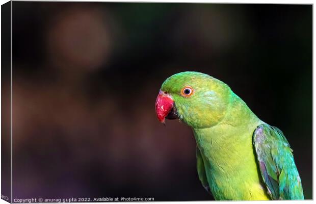 parakeet Canvas Print by anurag gupta