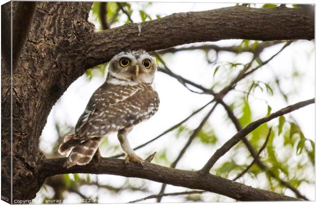 Spotted Owlet Canvas Print by anurag gupta