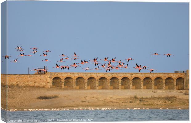 flight of flamingos Canvas Print by anurag gupta