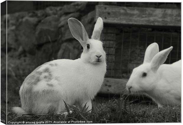 white rabbits Canvas Print by anurag gupta