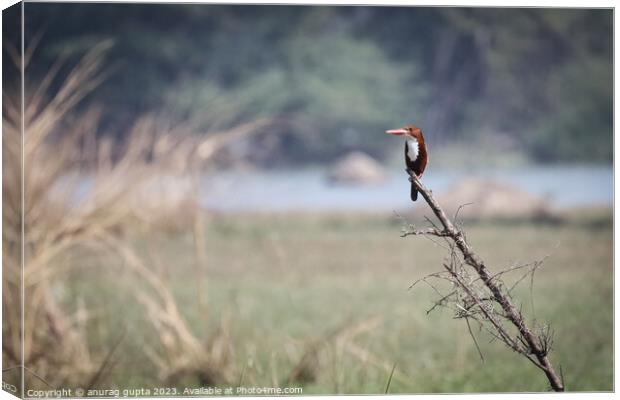 kingfisher Canvas Print by anurag gupta