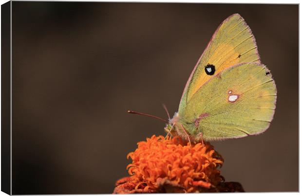 clouded yellow butterfly Canvas Print by anurag gupta
