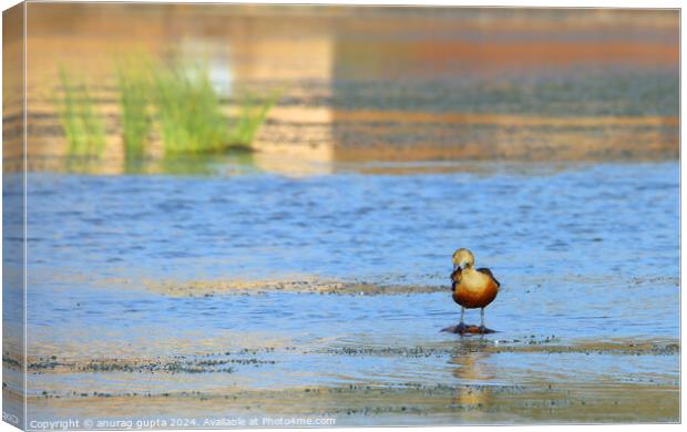 Duck day Canvas Print by anurag gupta