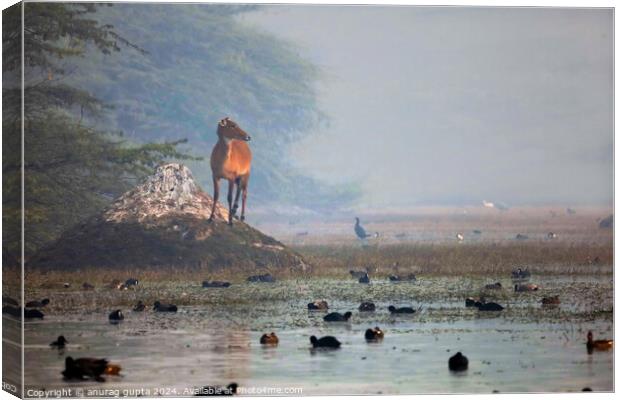 Nature Canvas Print by anurag gupta