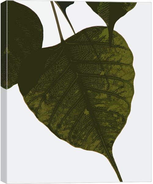 leaf lines Canvas Print by anurag gupta