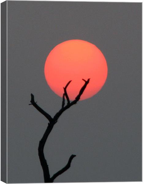 sun at dawn Canvas Print by anurag gupta