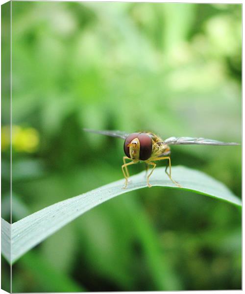 fly away Canvas Print by anurag gupta