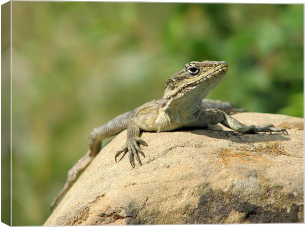 carefree reptile Canvas Print by anurag gupta