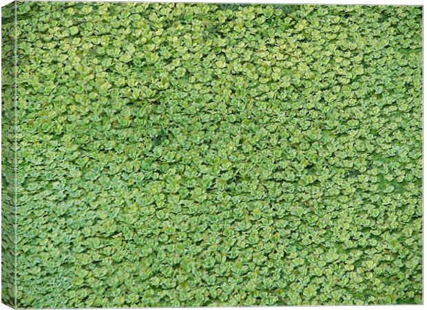 green carpet Canvas Print by anurag gupta