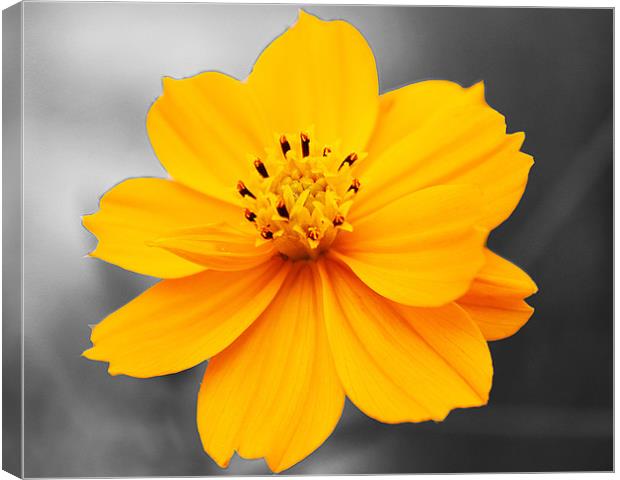 cosmos flower Canvas Print by anurag gupta