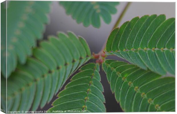 leaves  Canvas Print by anurag gupta