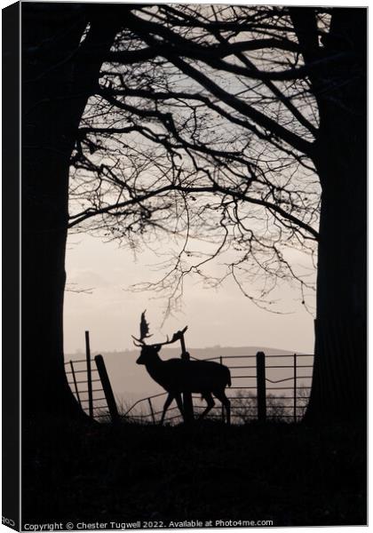 Stag in Petworth Park Canvas Print by Chester Tugwell