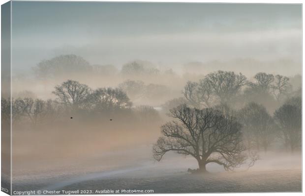 Petworth Park - Winter's Morning  Canvas Print by Chester Tugwell
