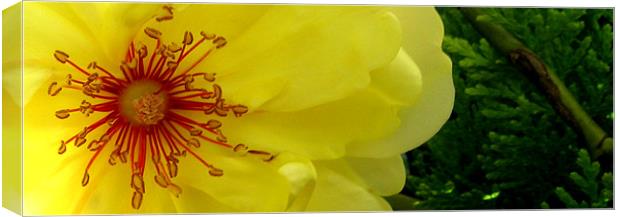 Vivid Flower  Canvas Print by Gresham Smith