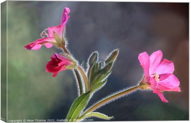 Majestic Great Hairy WillowHerb Canvas Print by Peter Thomas