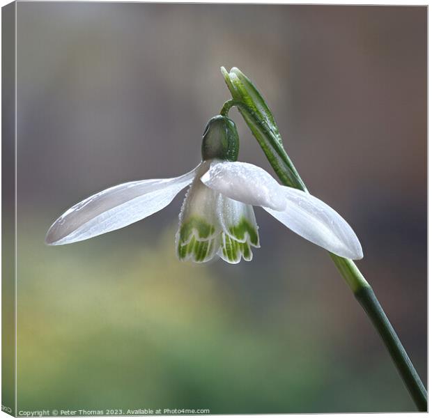 A Delicate White Bloom Snowdrop, Canvas Print by Peter Thomas