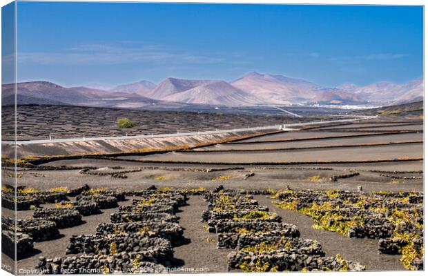 Majestic Volcanic Vineyards Canvas Print by Peter Thomas