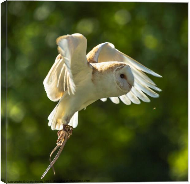 Owl are You Canvas Print by Craig Burley