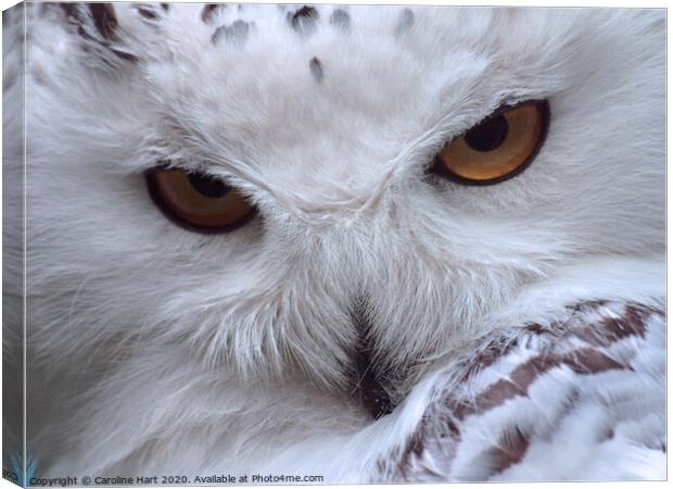 A close up of an owl Canvas Print by Caroline Hart