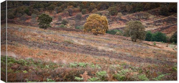 Cannock Chase in Autumn Canvas Print by Teri Altree