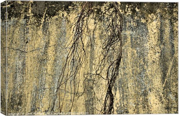 The Wall With Dead Branch Canvas Print by Kevin Plunkett