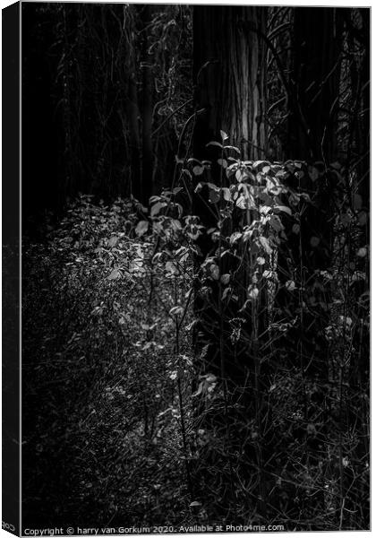 Yosemite Trees in black and white Canvas Print by harry van Gorkum