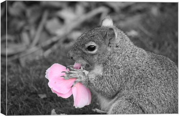 Squirrel eats Flower  Canvas Print by Lee Hemmings