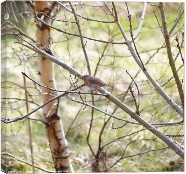 Robin in a tree Canvas Print by craig hopkins