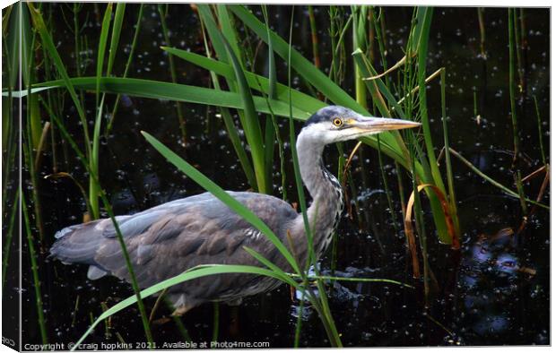 A Heron standing in front of a body of water Canvas Print by craig hopkins