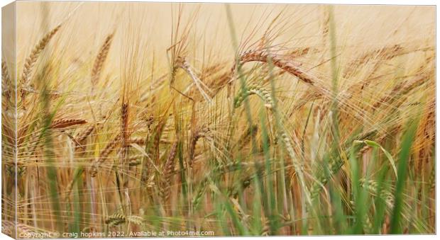 Outdoor field Canvas Print by craig hopkins