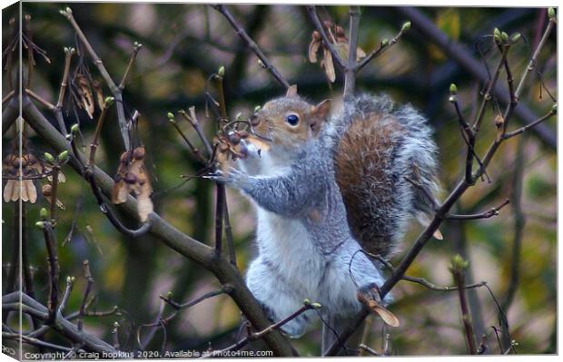 Grey Squirrel on sycamore branch Canvas Print by craig hopkins