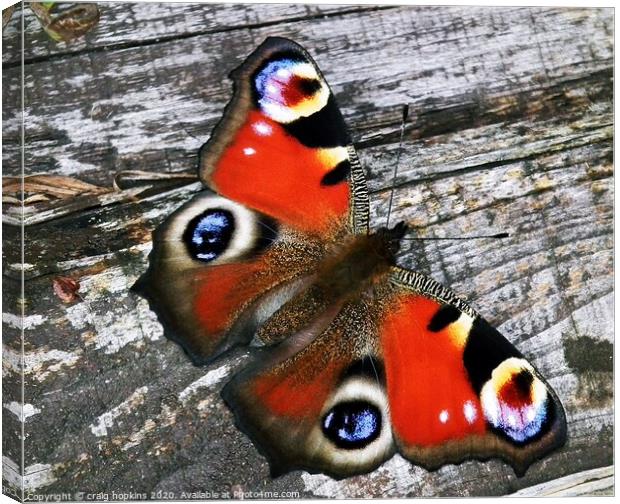 Peacock butterfly Canvas Print by craig hopkins