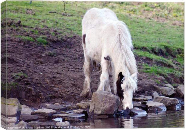 Thirsty horse Canvas Print by craig hopkins